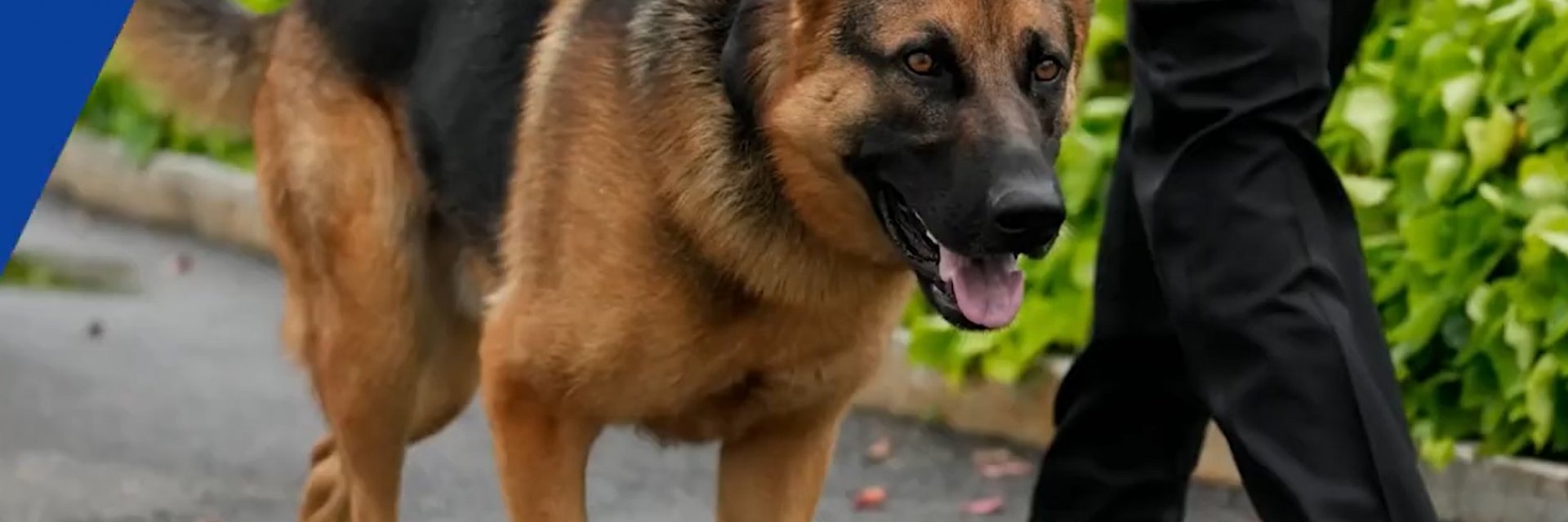 Кучето на Байдън ухапало 10 агенти на Сикрет сървис за 4 месеца (видео)