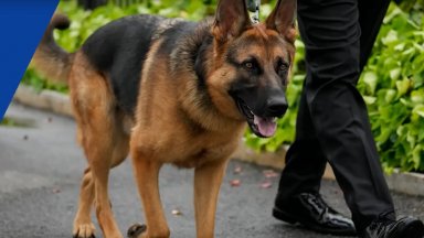 Кучето на Байдън ухапало 10 агенти на Сикрет сървис за 4 месеца (видео)