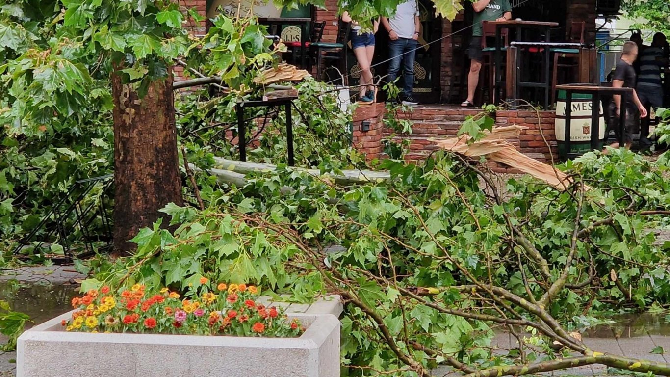 Областният управител на  Търговище след ураганния вятър: Имаме проблеми със старите дървета 