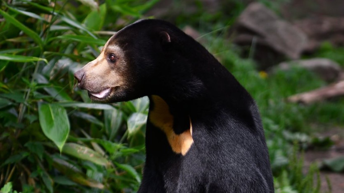 Зоопарк отрече предположенията, че мечките в него са хора в костюми