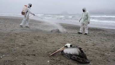 Все повече норки, лисици и котки прихващат птичи грип