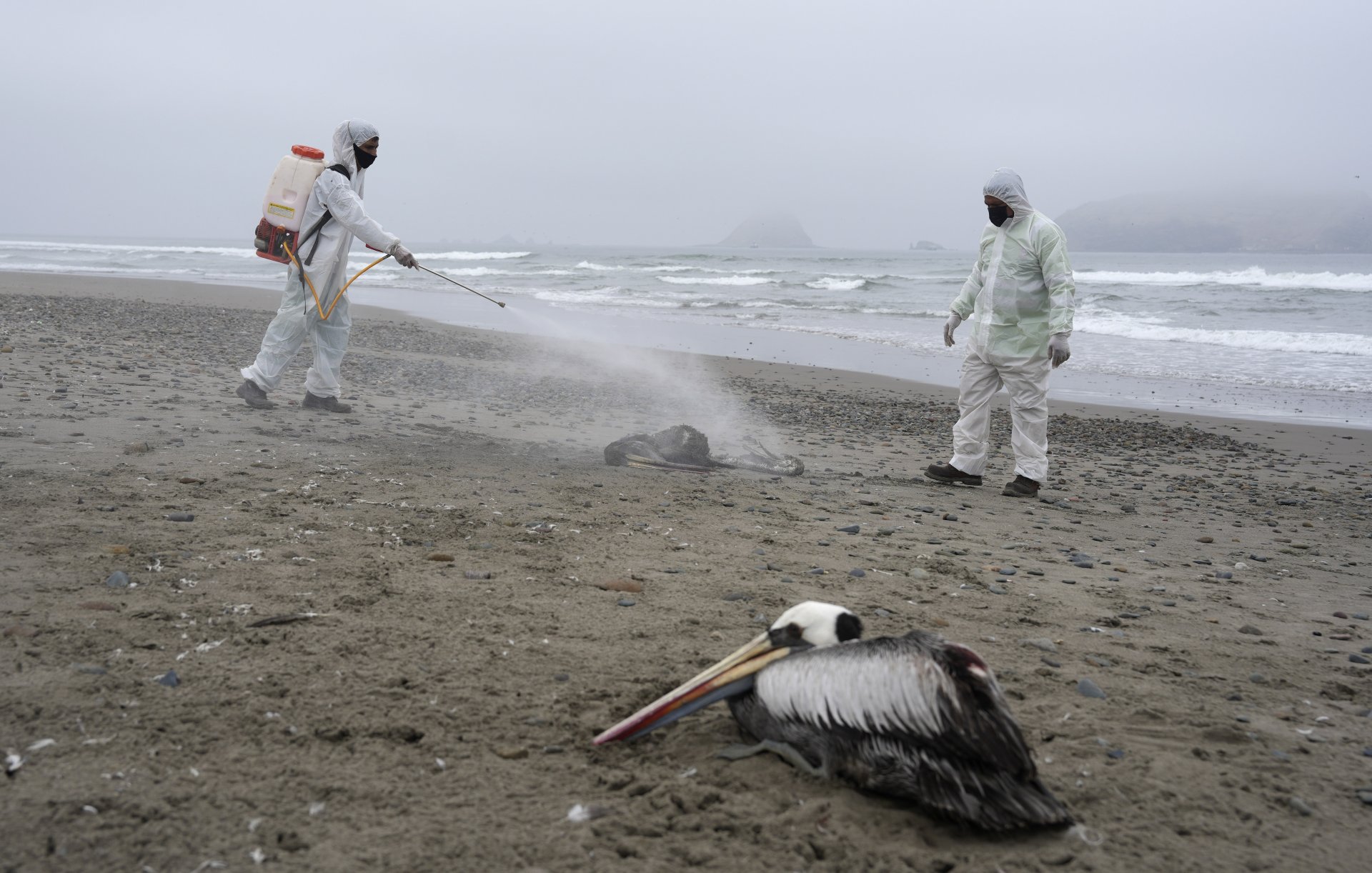 Мъртъв пеликан и дезинфекция на плажа в Лима, Перу