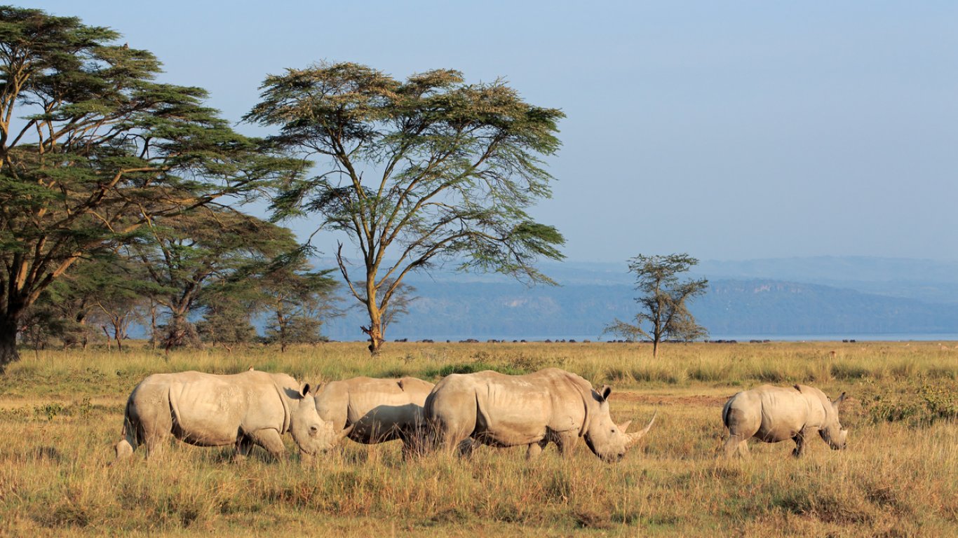 231 носорози са убити от бракониери в Южна Африка за 6 месеца
