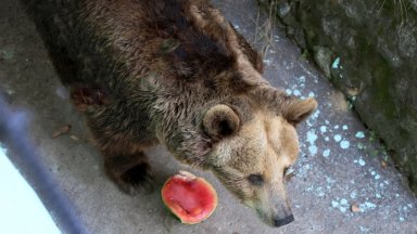 Животните в зоопарка във Варна се разхлаждат с ледени близалки (снимки)