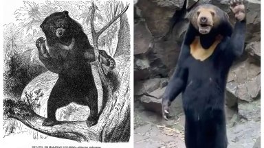 Снимка Скрийншот You Tube Животното във видеото е със сигурност слънчева