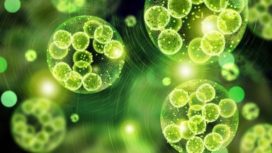 Вибриозата се причинява от бактериите вибрио вибриони които виреят в