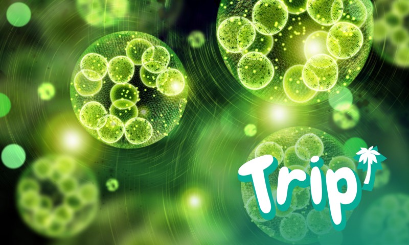 Вибриозата се причинява от бактериите вибрио (вибриони), които виреят в