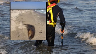 Мъртвото животно изплувало в част от защитена територия Забелязала го