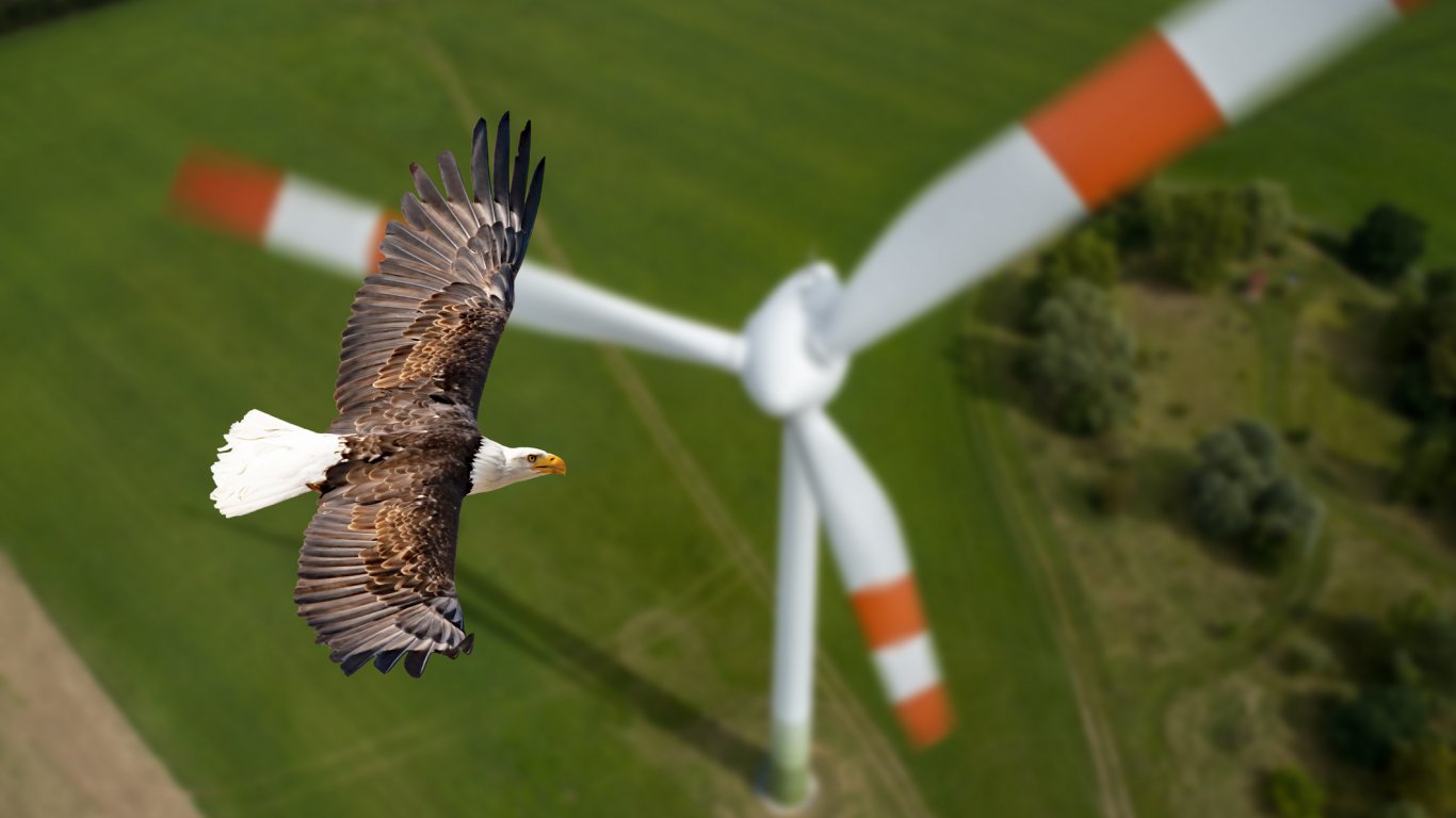 Япония спира проекти за вятърна енергия, заради заплаха за застрашени видове птици