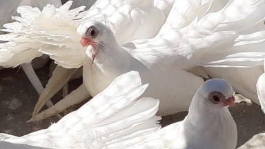 Характерно за породата е красивата стойка с къси крака крила под