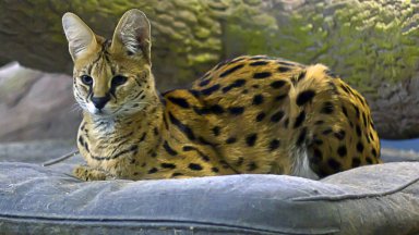 В зависимост от вида породата на животното и след като бъде