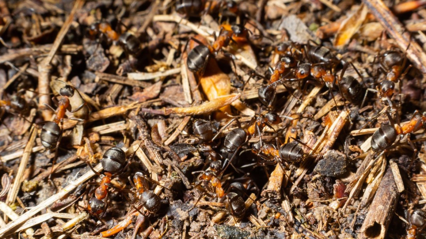 Мравки мутанти и скорпиони плъзнаха във Варненско