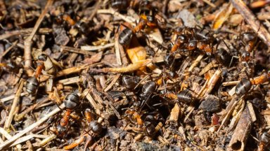 Мравките са големи около и над 2 сантиметра От Природонаучния