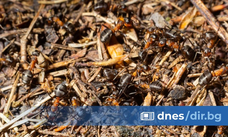 Мравките са големи - около и над 2 сантиметра.
От Природонаучния