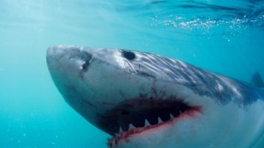 Пострадалата жена за която се съобщава че е в края