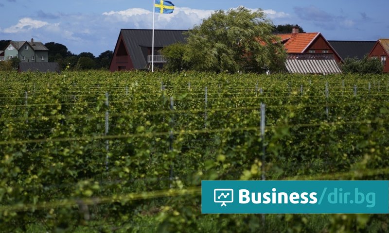 Norden bryter inn i vinindustrien takket være global oppvarming