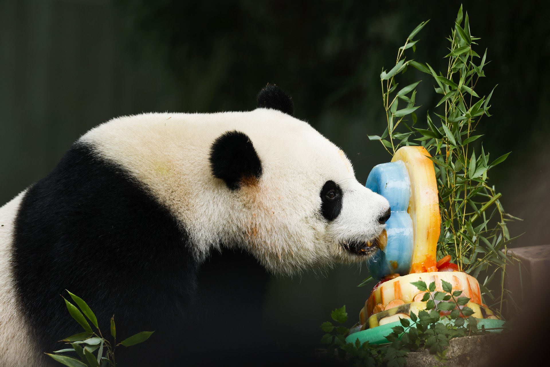 Гигантска панда празнува последния си рожден ден в Калифорния, преди да се върне у дома в Китай