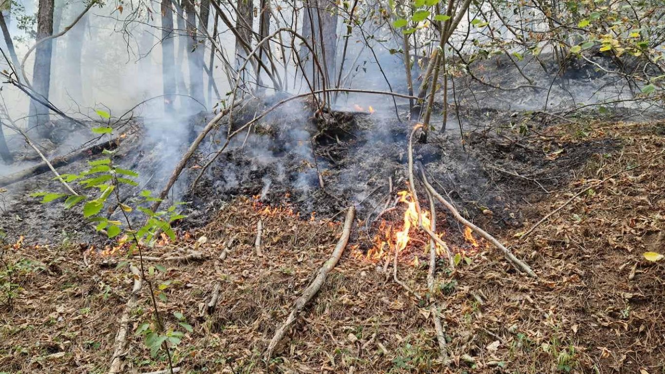 Незагасена цигара е причина за пожара край Чепеларе, стихията обхвана вече 500 дка (снимки и видео)