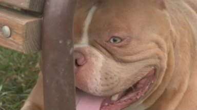 Американският були покет се настанява в живота на Тодор Петров