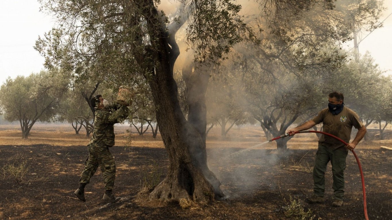 Суша и пожари изстреляха нагоре цените на гръцкия зехтин
