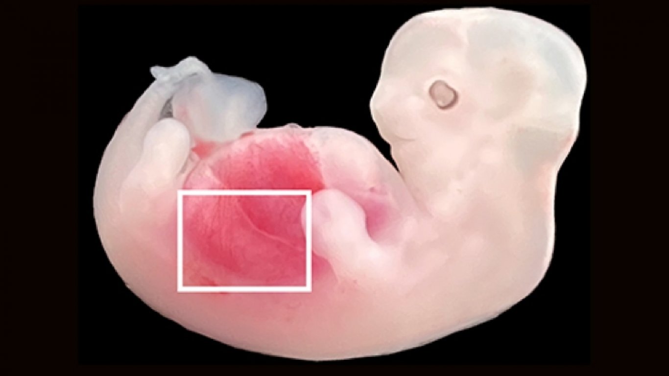 Китайски учени отгледаха бъбреци с човешки клетки в ембриони на прасета
