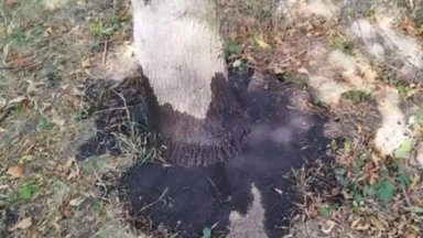 Заляха с автомобилно масло дървета в столичен квартал