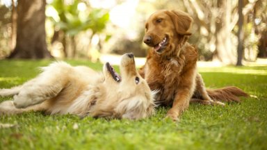CBD за кучета и котки: облекчаване на болка и стрес