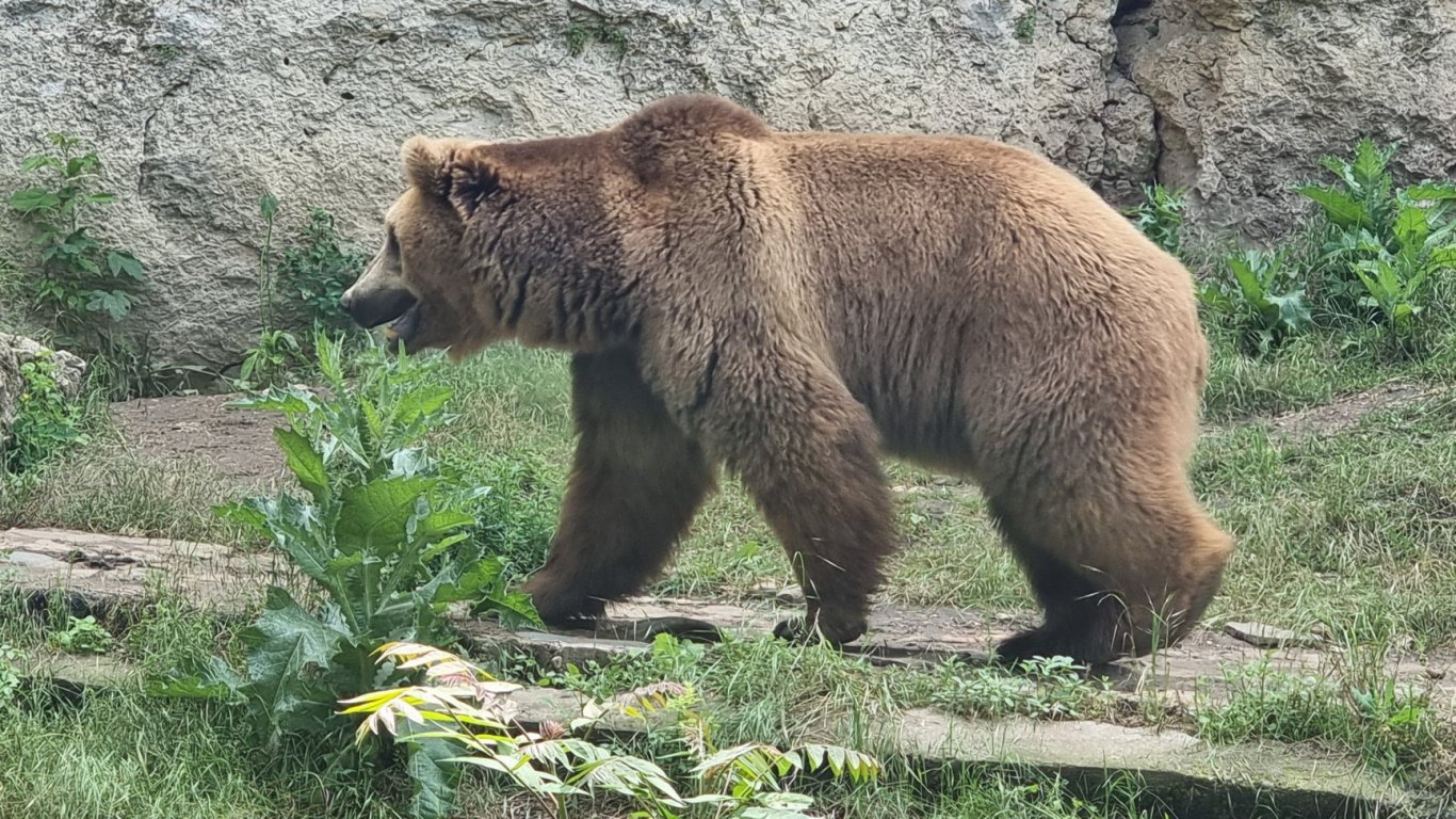 17 нападения от мечки в Смолянско само за две седмици