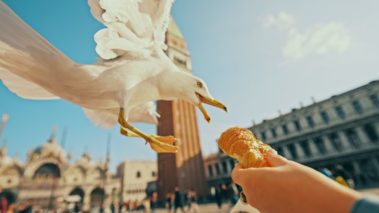 Венеция предупреди туристите си да се пазят от агресивни и алчни чайки