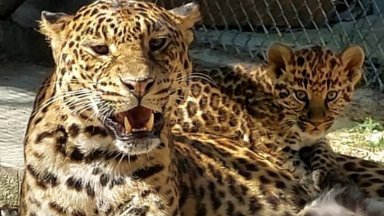 Леопард ухапа момиче при селфи в зоопарка във Варна