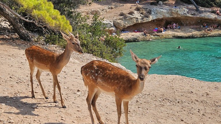 Сърни на плажа и други изненади от гръцкия остров Мони