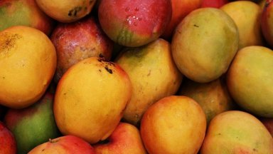 Производството на манго в Италия расте на фона на затоплянето на климата