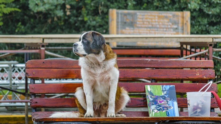 Кучетата санбернар вече изпълняват нова социална роля