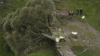 Британската полиция арестува втори заподозрян за отсеченото дърво от филма "Робин Худ: Принцът на разбойниците"