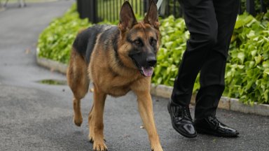 Изгониха кучето на Байдън от Белия дом след 11-о ухапване, този път на агент на Сикрет сървис