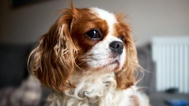 Развъждането на кучета от порода Кавалер Кинг Чарлз шпаньол е незаконно