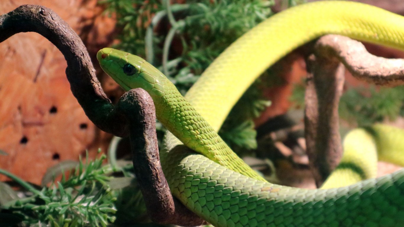 Най-смъртоносните змии на Земята показаха на изложба в Плевен (снимки)