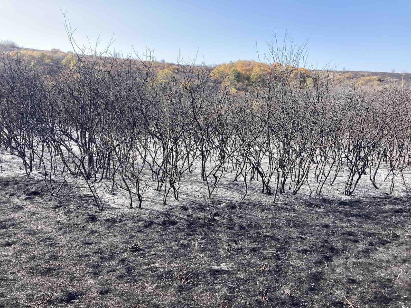 Изгоряла гора край село Понор, Костинбродско