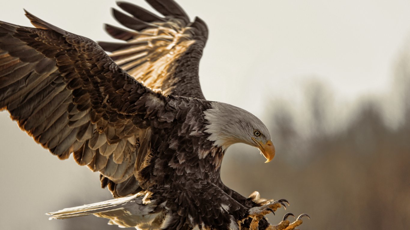 Вижте как орел открадва дрон (видео)