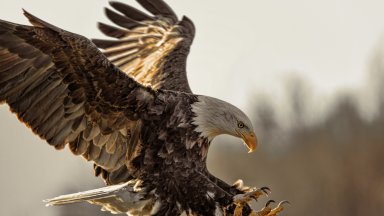 Вижте как орел открадва дрон (видео)