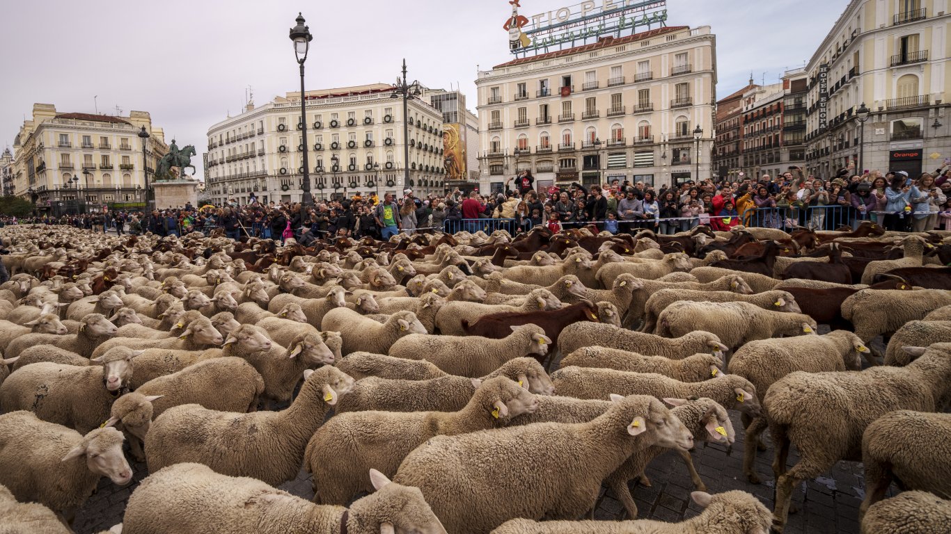 Овце изпълниха улиците на Мадрид, следвайки древен пастирски маршрут