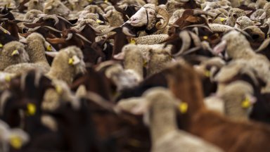 Унгария изрази предположение че биологична атака може да е причинила