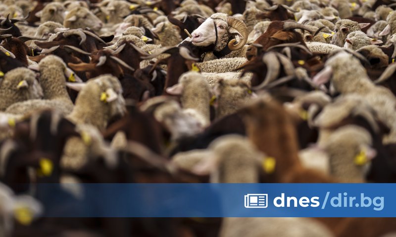 Унгария изрази предположение, че биологична атака може да е причинила