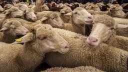 Удар от мълния уби около 30 овце в Босна и Херцеговина