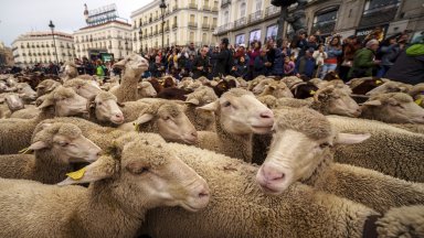 Овце изпълниха улиците на Мадрид, следвайки древен пастирски маршрут (снимки)