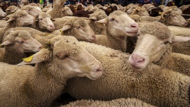 Снимка БТА AP Стадата следват древен път който в наши дни