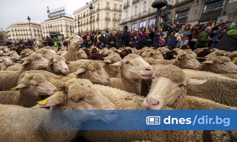 Снимка: Овце изпълниха улиците на Мадрид, следвайки древен пастирски маршрут