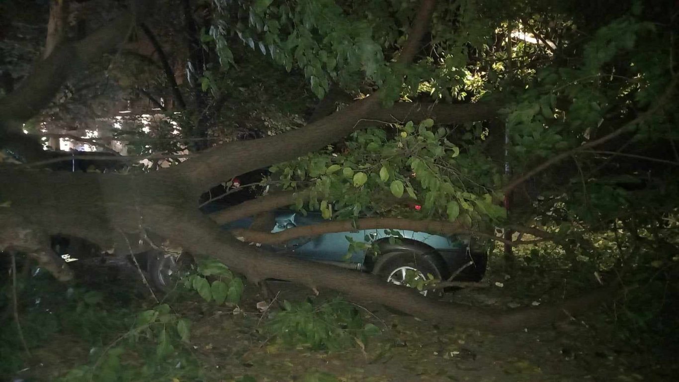 Паднало дърво потроши 10 коли в Пловдив, шофьор на косъм от смъртта