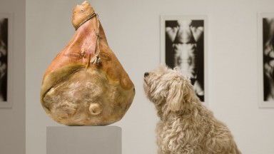 Изложба, в която модерното изкуство е достъпно и за кучета, беше открита в Мексико