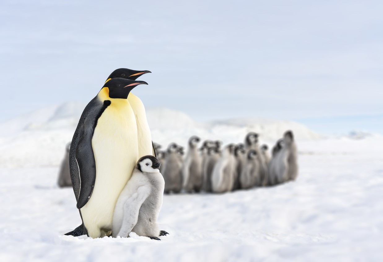 Популацията на императорските пингвини намалява, установи изследване
